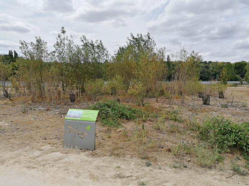 Jardin n°3 : Jardin in-situ agroforestier associé à la luzerne